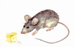 enlarged depiction in separate window